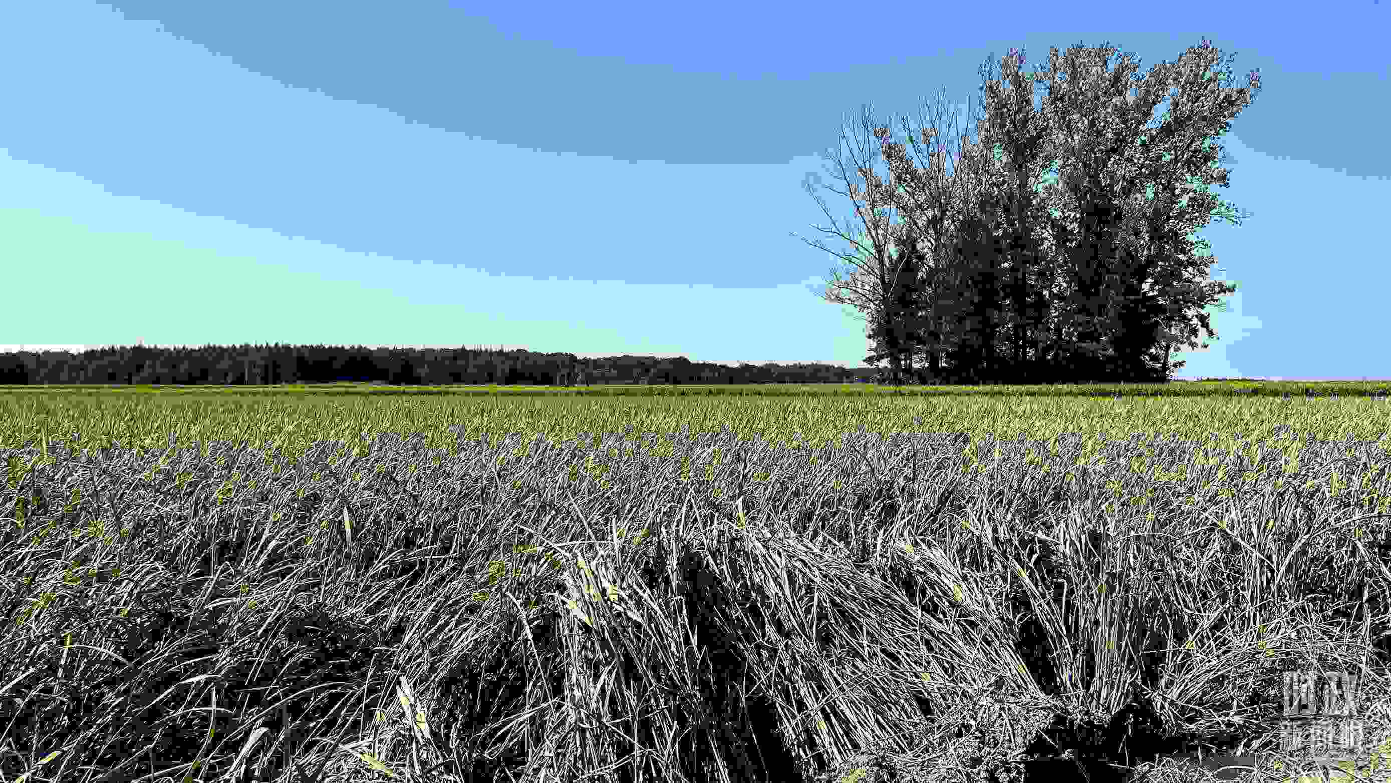 △龍王廟村遭受洪澇災害的農田。（總臺央視記者邢彬拍攝）