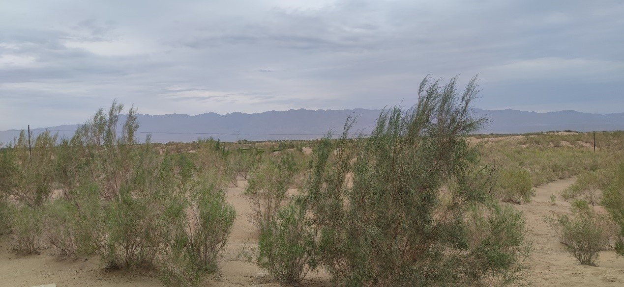 曾經(jīng)的荒漠現(xiàn)已被大面積梭梭林覆蓋。張璐璐 攝