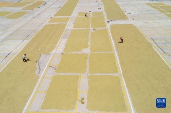 9月16日，村民在貴州省黔東南苗族侗族自治州丹寨縣金泉街道晾曬稻谷（無人機(jī)照片）。