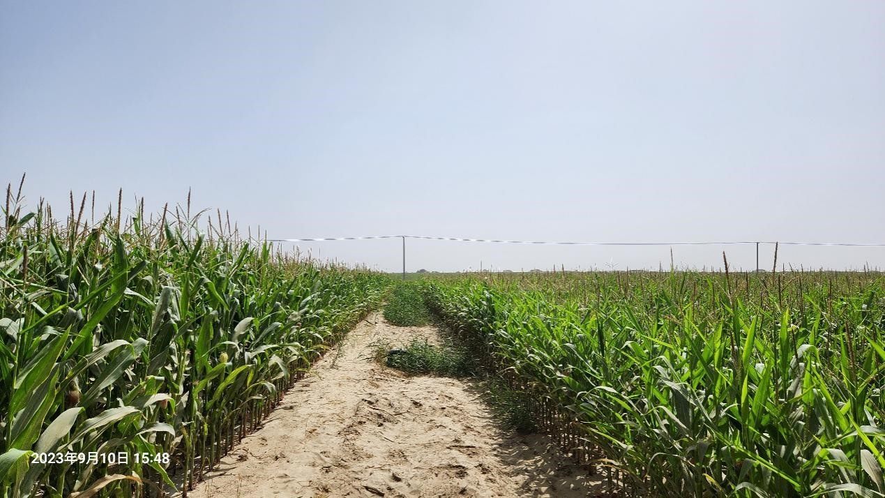 玉米改良40天后對比（左邊為改良組，右邊為對照組）。胡樹文團隊供圖