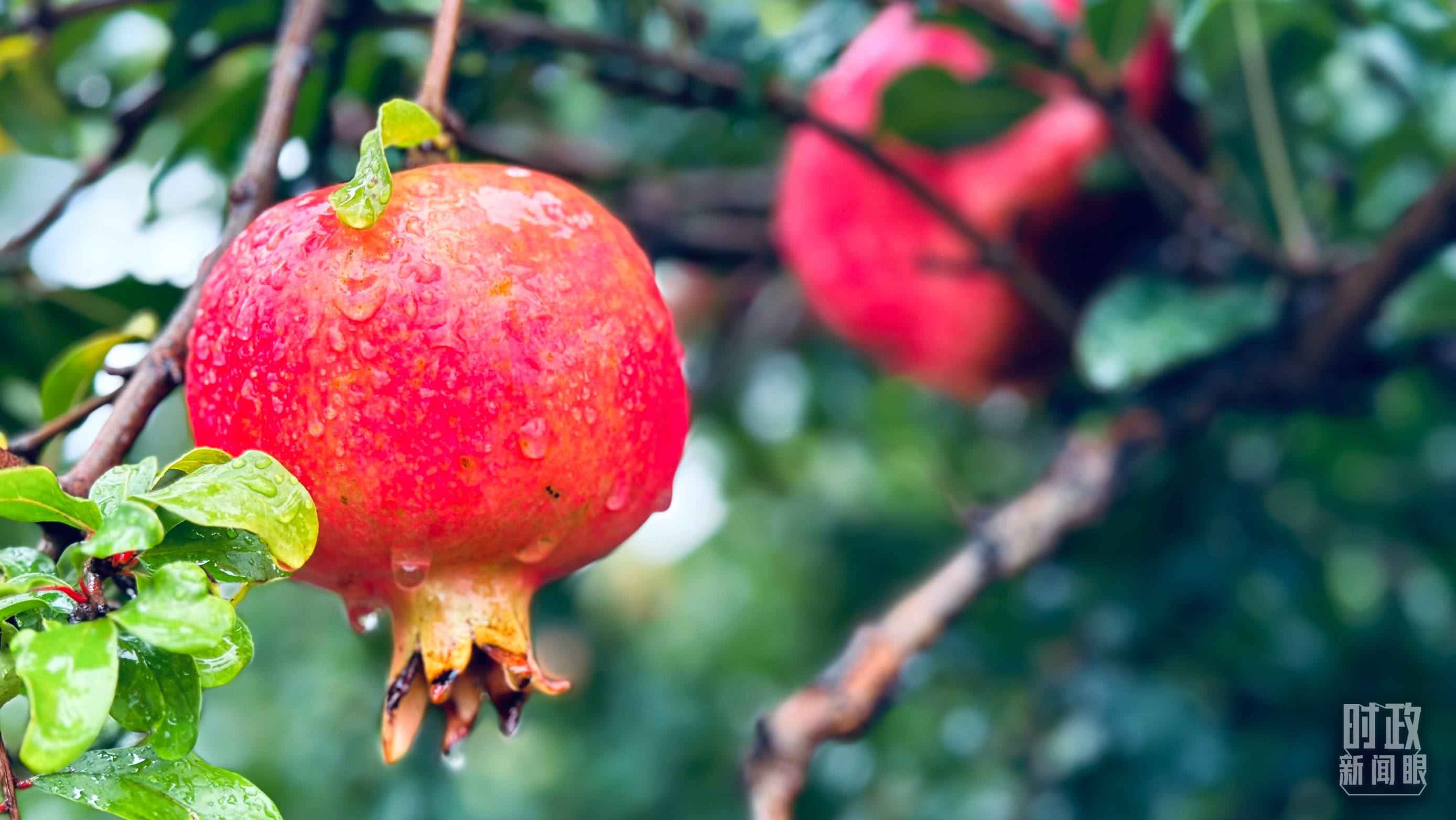 △一場(chǎng)秋雨過(guò)后，石榴更顯晶瑩。（總臺(tái)央視記者李輝、范一鳴拍攝）