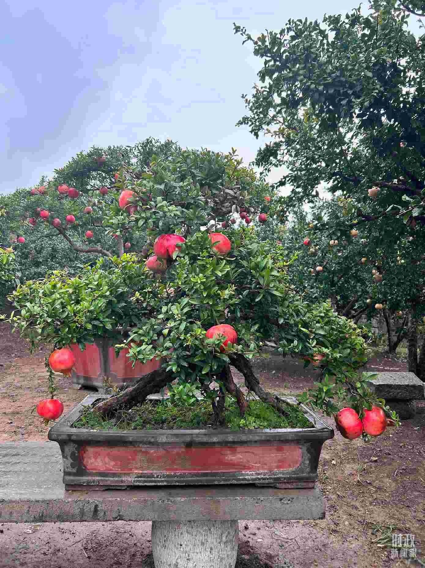 △冠世榴園內(nèi)的石榴盆栽。（總臺(tái)央視記者黎兵拍攝）