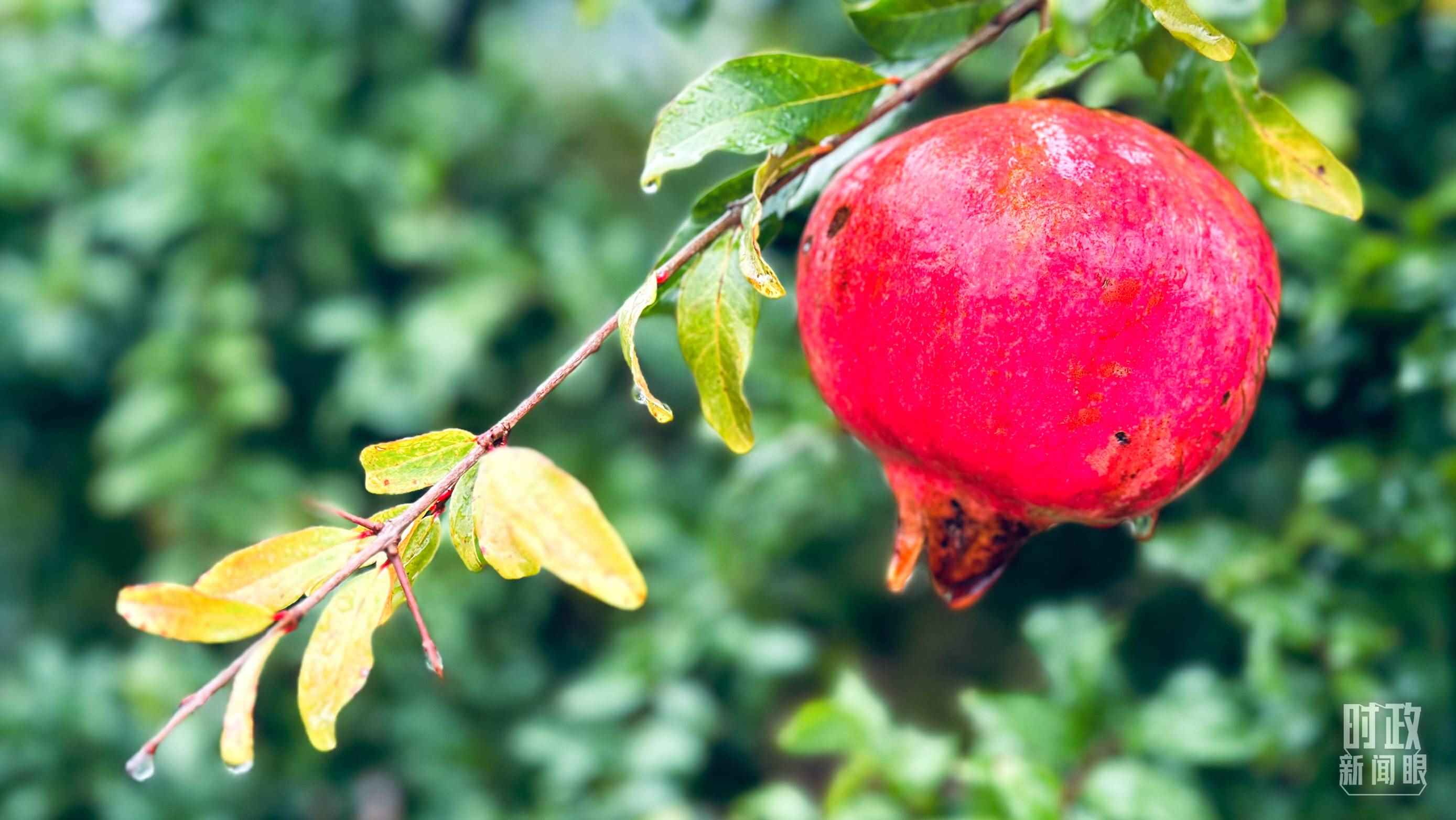 △山東省棗莊市冠世榴園，石榴紅了。（總臺(tái)央視記者范一鳴拍攝）