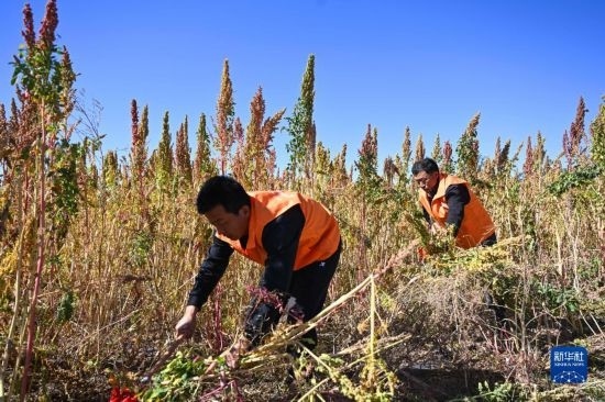 9月28日，農(nóng)民參加內(nèi)蒙古武川縣首屆藜麥開鐮節(jié)割藜麥比賽。