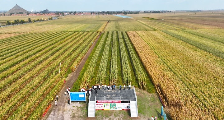 在遼寧省鐵嶺縣蔡牛鎮(zhèn)，外地農(nóng)民到張莊玉米合作社的大田里學習玉米選種和栽種技術(shù)（2023年9月26日攝，無人機照片）。新華社記者 楊青 攝