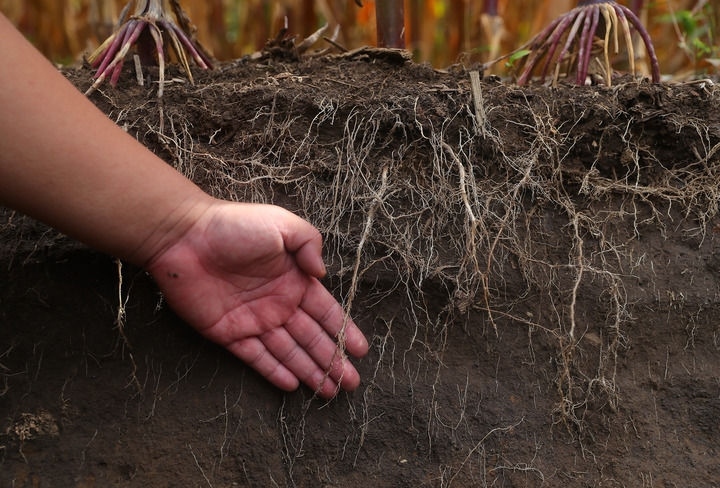 在遼寧省鐵嶺縣蔡牛鎮(zhèn)，張莊玉米合作社的農(nóng)民向外地農(nóng)民介紹黑土地保護和玉米秸稈還田情況（2023年9月26日攝）。新華社記者 楊青 攝