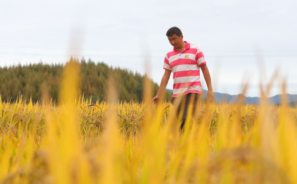 在遼寧省撫順市新賓滿族自治縣新賓鎮(zhèn)的水稻田里，農(nóng)民丁輝查看水稻成熟情況（2023年9月25日攝）。新華社記者 楊青 攝