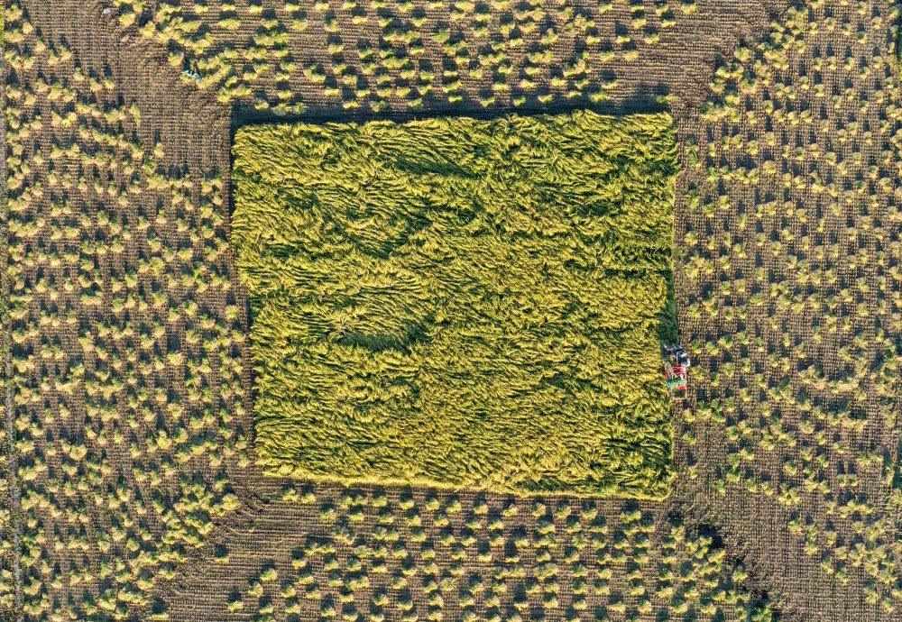 在吉林省舒蘭市平安鎮(zhèn)金星村，農(nóng)民駕駛農(nóng)機收割水稻（2023年9月21日攝，無人機照片）。新華社記者 張楠 攝