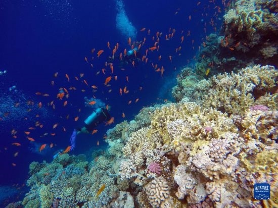  10月2日，人們在埃及西奈半島達哈布藍洞內(nèi)的珊瑚旁深潛。新華社記者 隋先凱 攝