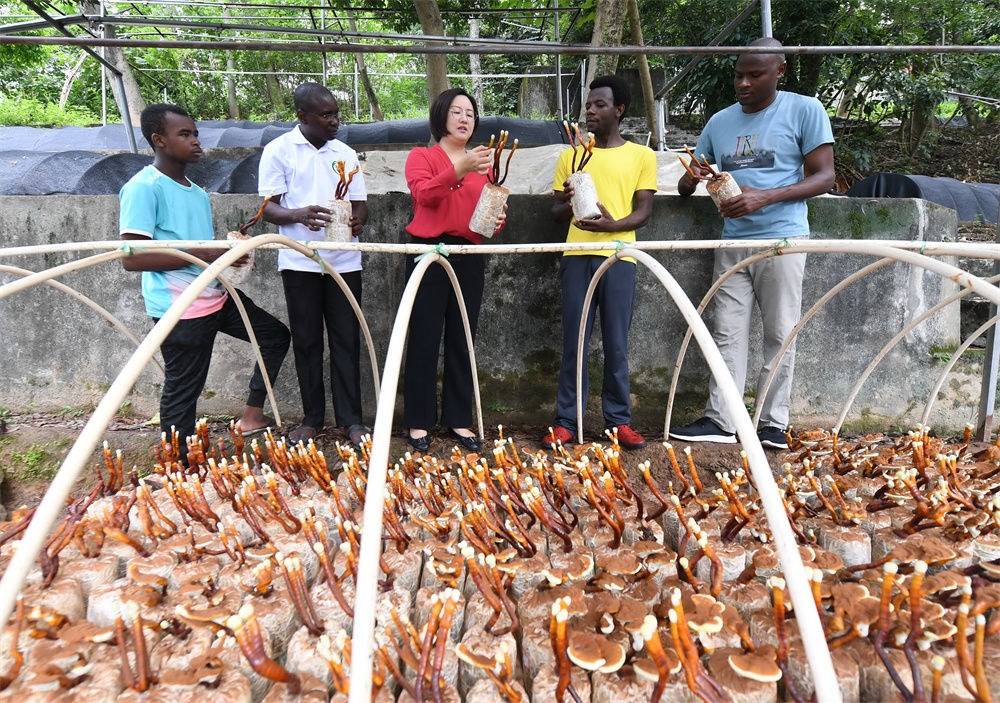 2021年8月12日，福建農(nóng)林大學(xué)國家菌草工程技術(shù)研究中心副主任林冬梅（中）為非洲留學(xué)生講解菌草鹿角靈芝的栽培情況。新華社記者 林善傳 攝