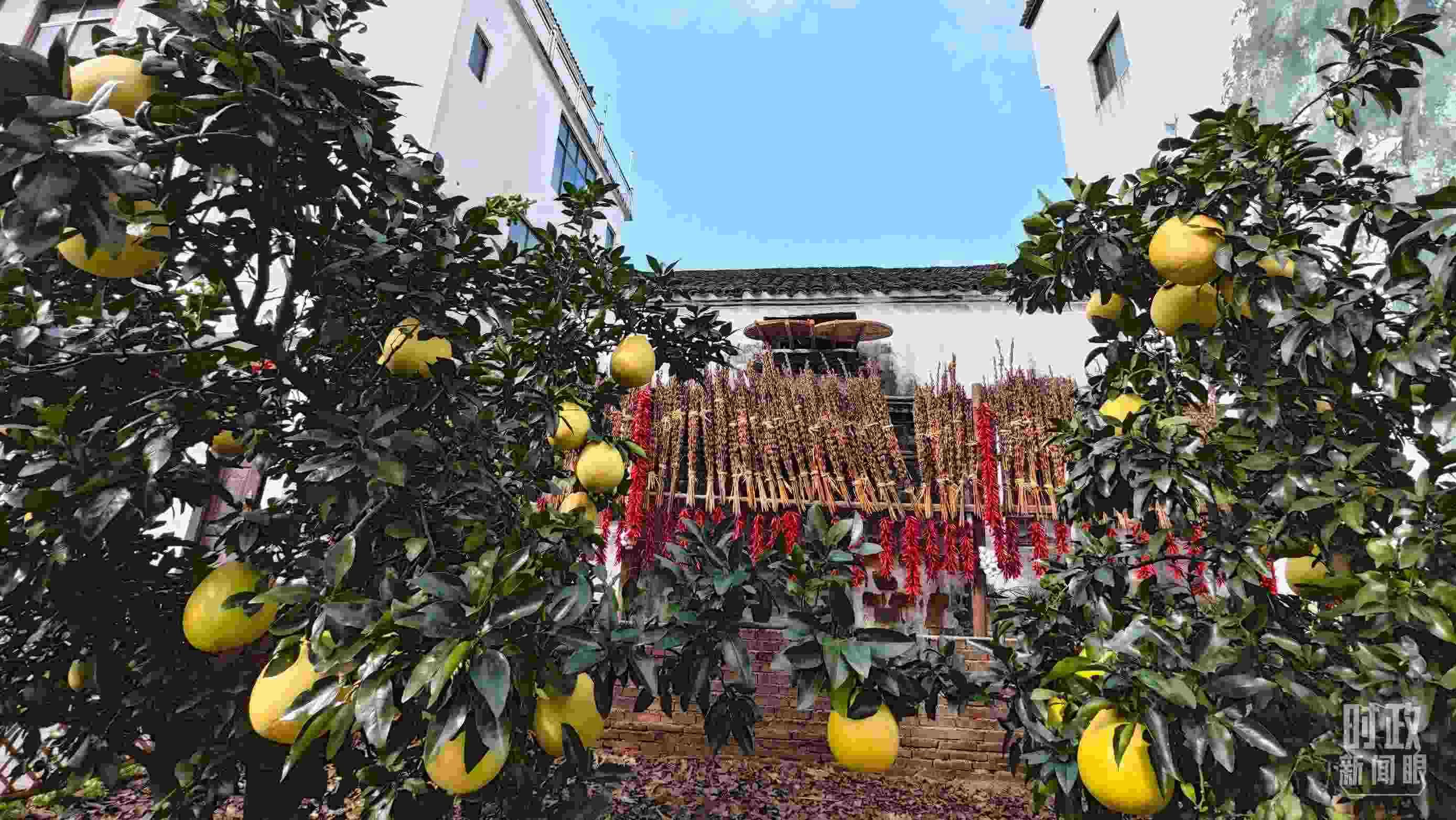 △石門村農(nóng)家小院里碩果累累。（總臺央視記者許永松拍攝）