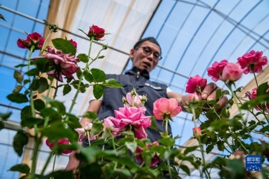 在云南省安寧市現(xiàn)代農(nóng)業(yè)園區(qū)玫瑰種植示范園，技術(shù)員田連通觀察玫瑰花（10月20日攝）。