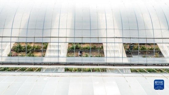 云南省安寧市現(xiàn)代農(nóng)業(yè)園區(qū)玫瑰種植示范園一景（無人機(jī)照片，10月20日攝）。