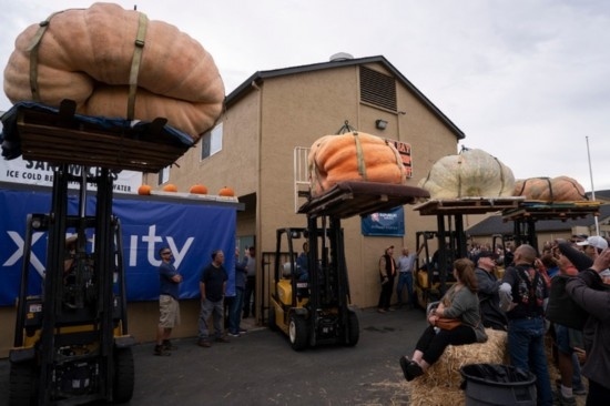  10月9日，在美國加利福尼亞州圣馬特奧縣半月灣舉行的南瓜稱重大賽現(xiàn)場，人們圍觀參賽的南瓜。新華社發(fā)（李建國攝）