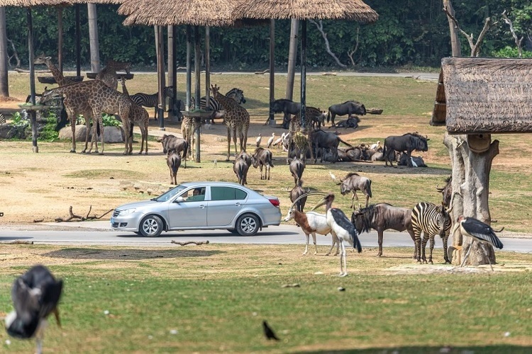 長隆野生動物世界園區(qū)內(nèi)，各類動物生活在一起。鄧泳怡 攝