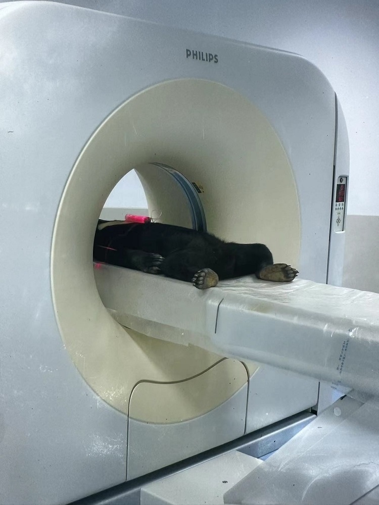 長隆野生動物世界的動物醫(yī)院內(nèi)，馬來熊在做核磁共振檢查。人民網(wǎng)記者 李舫攝