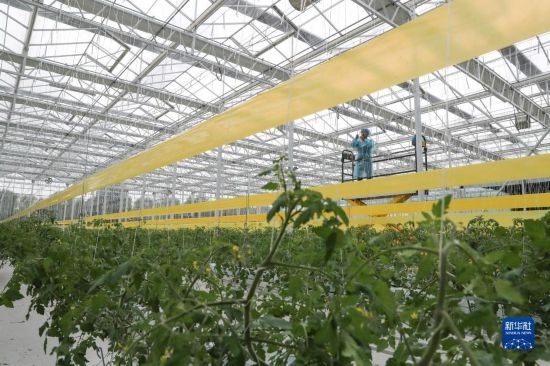 11月4日，在南通市通州區(qū)十總鎮(zhèn)的圓宏萬嘉智慧農(nóng)場(chǎng)，技術(shù)員給番茄苗“盤頭”。