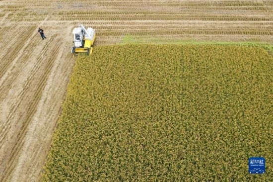 11月4日，在南通市通州區(qū)十總鎮(zhèn)育民村農(nóng)場(chǎng)，一臺(tái)設(shè)置好參數(shù)的無人收割機(jī)在工作中（無人機(jī)照片）。
