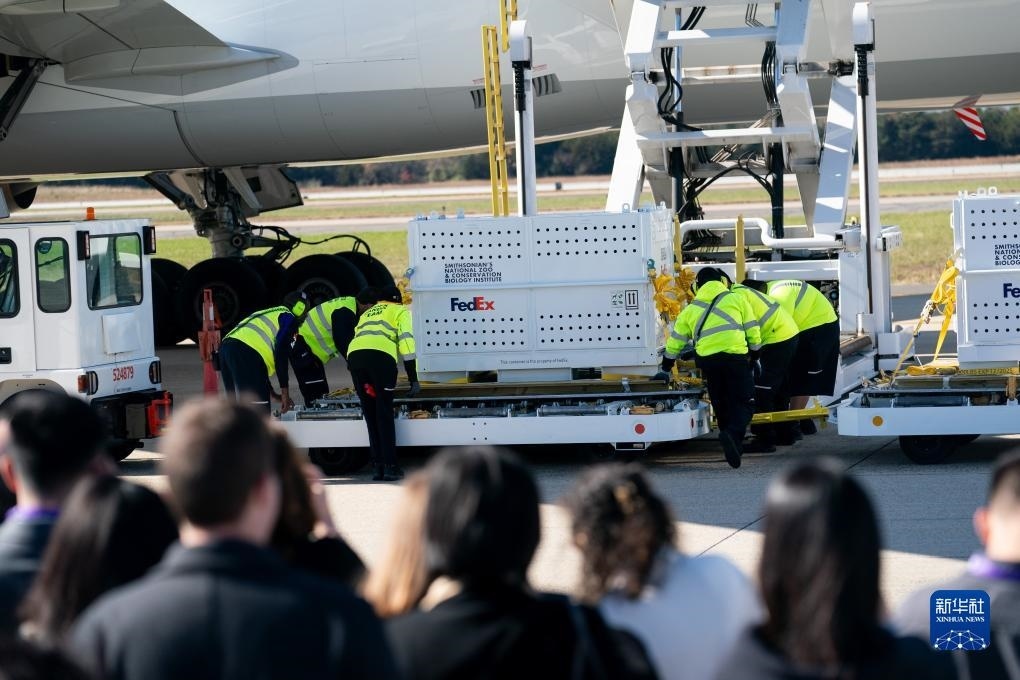 11月8日，在美國弗吉尼亞州的華盛頓杜勒斯國際機(jī)場(chǎng)，裝有大熊貓的特制“旅行包廂”準(zhǔn)備運(yùn)上專機(jī)。新華社記者劉杰攝