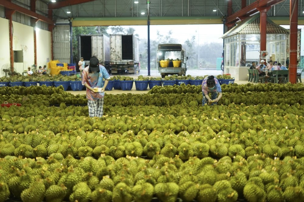 2023年9月15日，在越南多樂省一家榴蓮加工廠，工人在給即將出口到中國的榴蓮包裝貼牌。隨著《區(qū)域全面經濟伙伴關系協(xié)定》紅利釋放，中國—東盟貿易規(guī)模進一步擴大。越來越多東盟國家的優(yōu)質水果便捷地進入中國市場，走上消費者的餐桌。