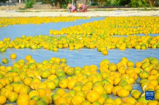 11月25日在廣東省江門市新會(huì)區(qū)拍攝的在空地上晾曬的新會(huì)柑皮。