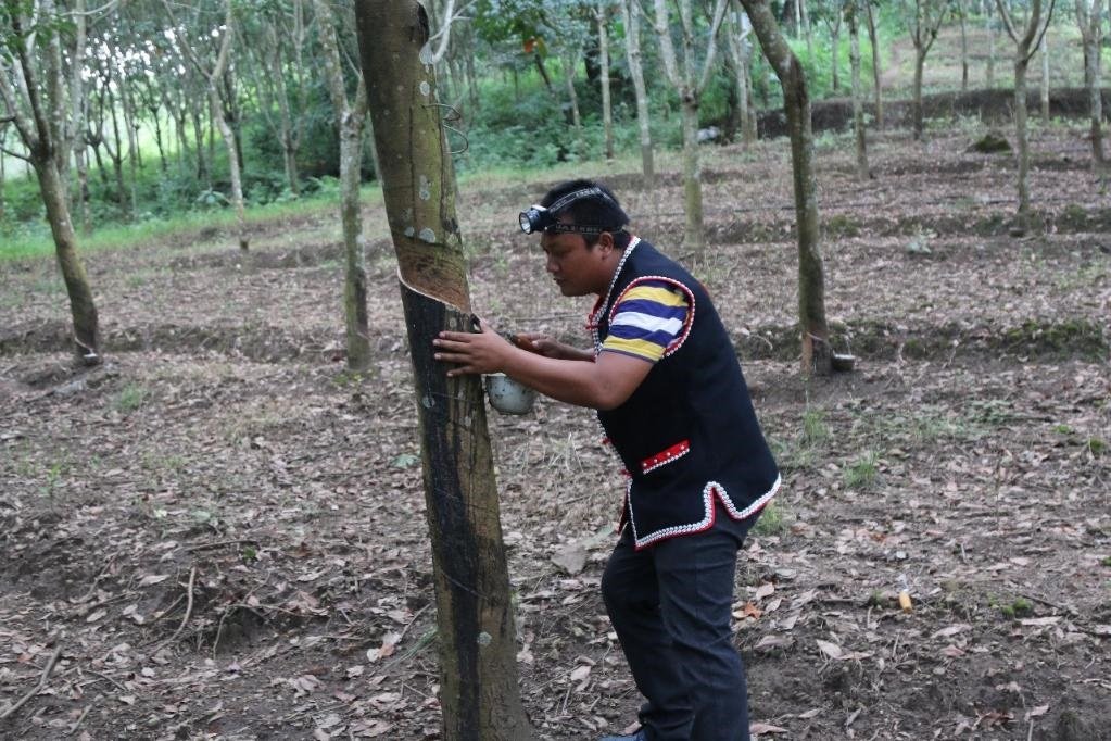 2017年10月，云南省永德縣團樹村佤族膠農蔣文富在割膠