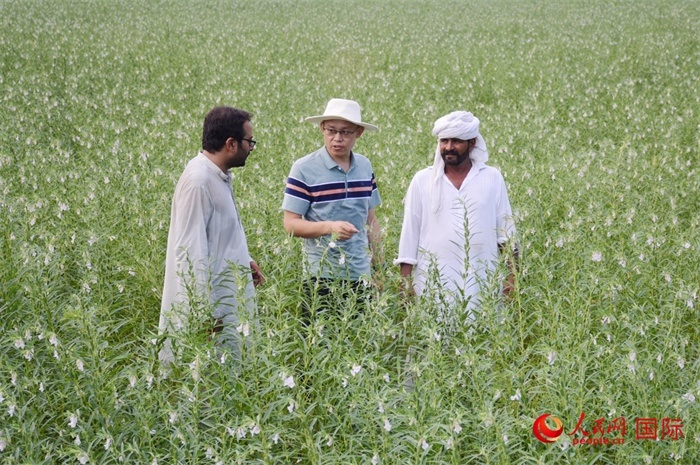 中巴經(jīng)濟(jì)走廊農(nóng)業(yè)合作中心負(fù)責(zé)人席建龍（中）與巴基斯坦當(dāng)?shù)剞r(nóng)戶在芝麻種植園交流作物生長(zhǎng)情況。人民網(wǎng)記者薩義德·邁赫迪攝