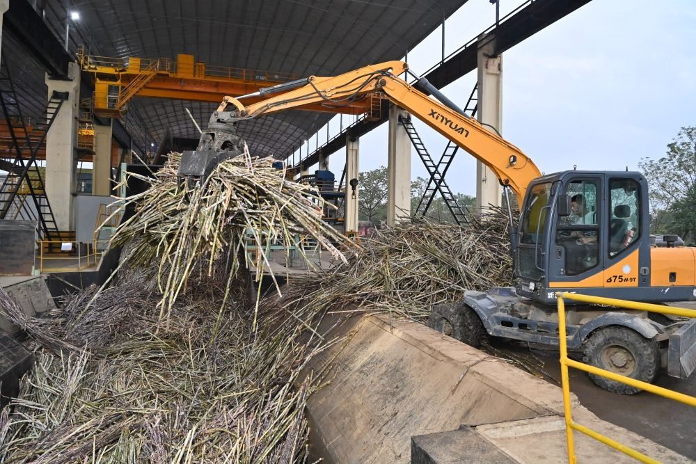 12月14日，在廣西來賓東糖鳳凰有限公司，員工操作機械將甘蔗投入傳送帶，準備送往壓榨車間。