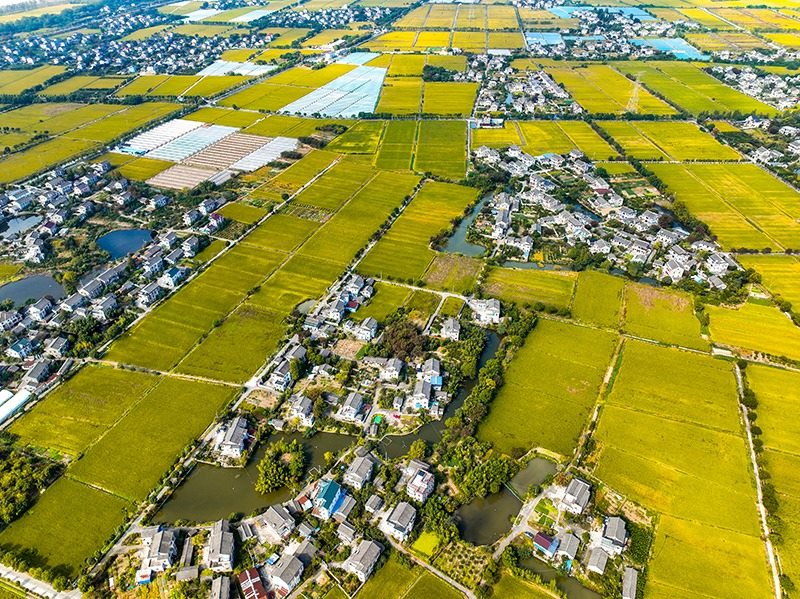 2023年10月22日，浙江海寧市黃灣鎮(zhèn)，金秋時(shí)節(jié)，金黃色的稻田與美麗鄉(xiāng)村構(gòu)成一幅寧靜祥和的畫卷。