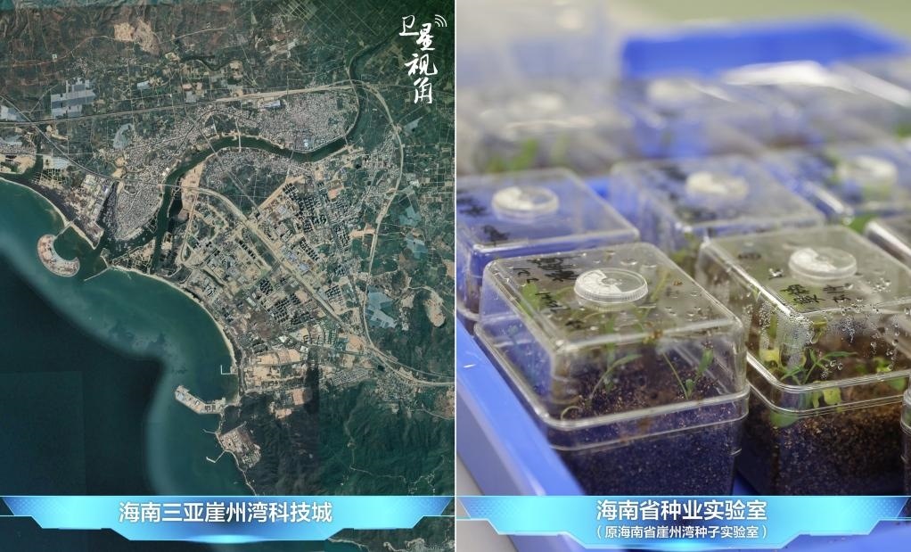 位于三亞崖州灣科技城的海南省種業(yè)實驗室（原海南省崖州灣種子實驗室）將形成輻射全國和“一帶一路”沿線國家的種子科學(xué)技術(shù)創(chuàng)新中心。