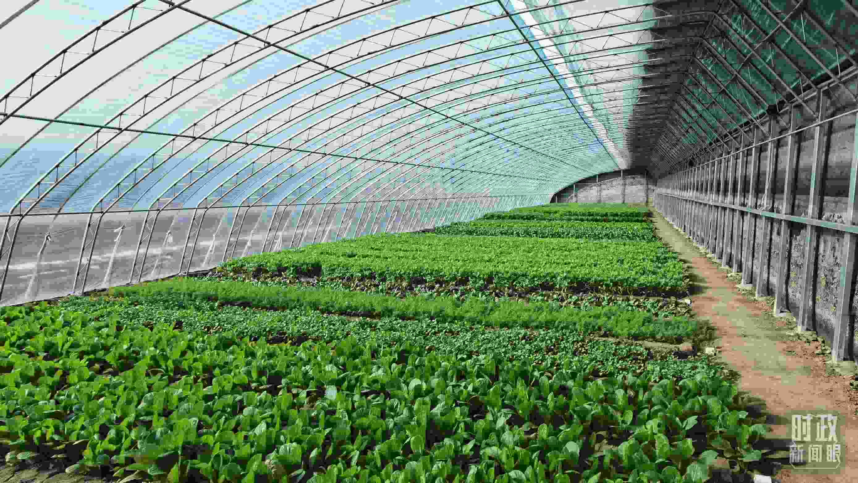 △第六埠村蔬菜大棚。（總臺央視記者郭鴻拍攝）
