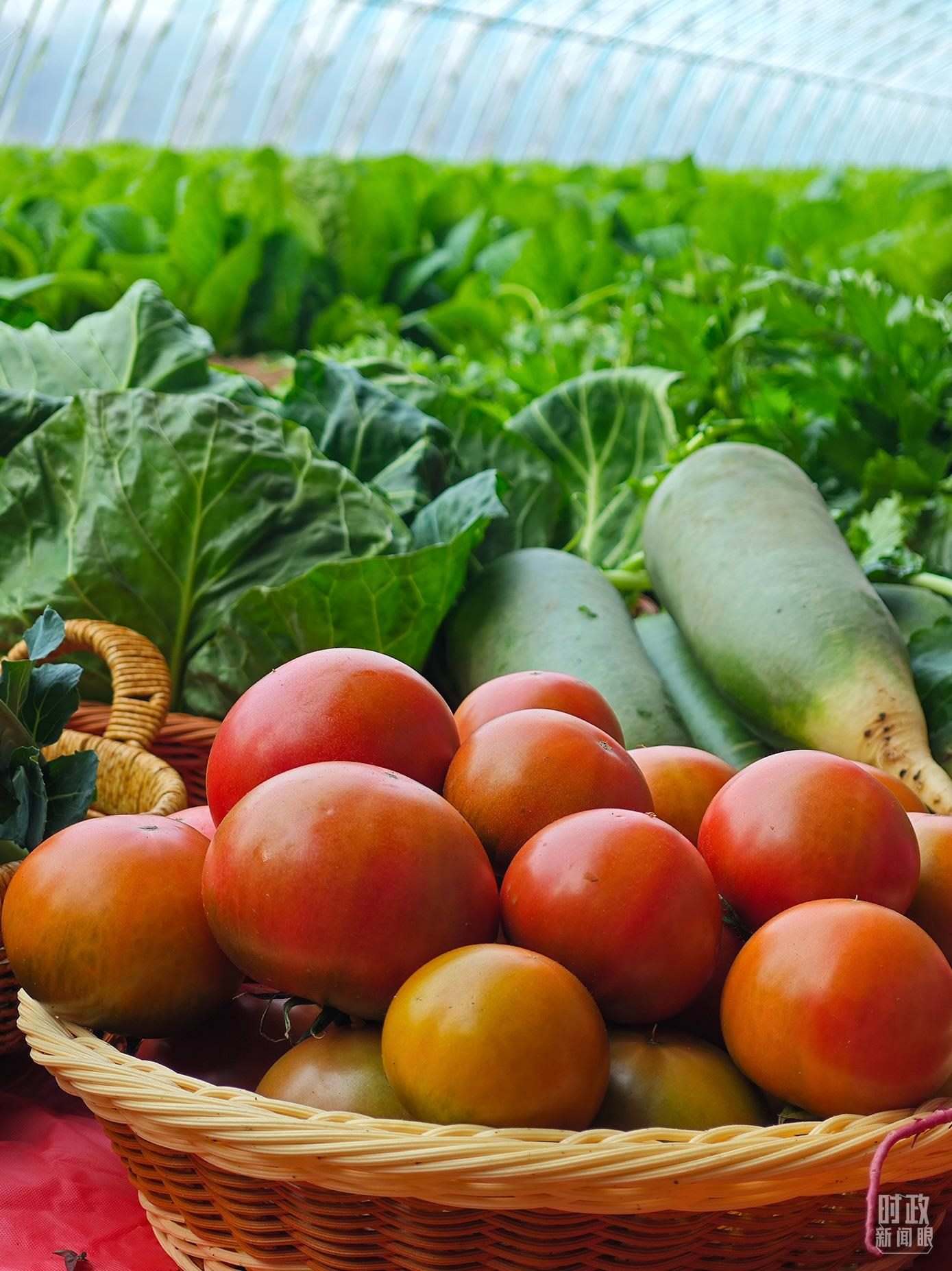 △第六埠村蔬菜大棚，蔬菜收獲頗豐。（總臺央視記者彭漢明拍攝）