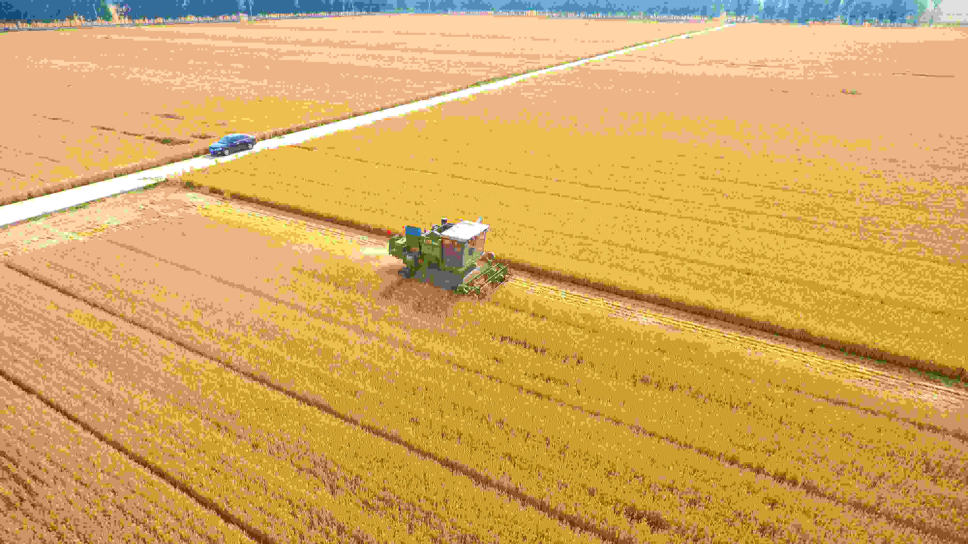 △ 2023年6月5日，山東聊城茌平區(qū)賈寨鎮(zhèn)王藥包村，收割機(jī)在田間進(jìn)行小麥?zhǔn)崭钭鳂I(yè)。