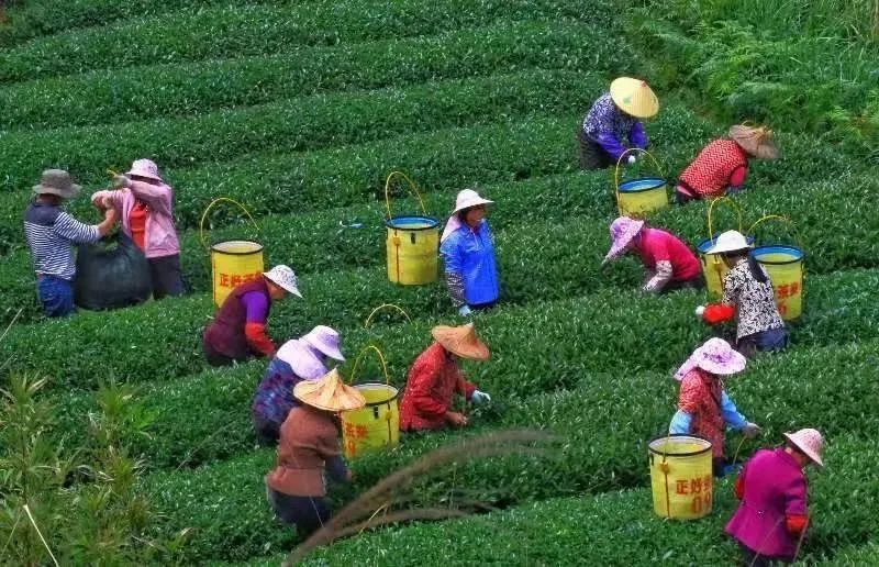 △軍營村茶農(nóng)在茶園采茶。