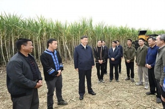 2023年12月14日，習(xí)近平總書記在廣西來賓市國家現(xiàn)代農(nóng)業(yè)產(chǎn)業(yè)園黃安優(yōu)質(zhì)“雙高”糖料蔗基地考察。