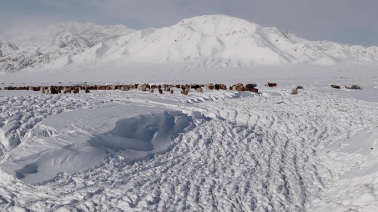 蒙古國(guó)近日發(fā)生雪災(zāi)。圖片來(lái)源：蒙政府網(wǎng)站