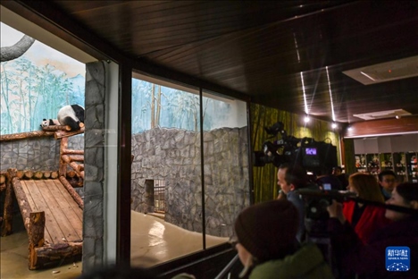 3月8日，人們在俄羅斯莫斯科動物園觀看大熊貓“喀秋莎”（左）和媽媽“丁丁”。新華社記者 曹陽 攝