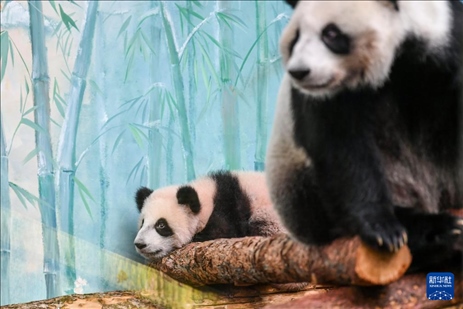 這是3月8日在俄羅斯莫斯科動物園拍攝的大熊貓“喀秋莎”（左）和媽媽“丁丁”。新華社記者 曹陽 攝