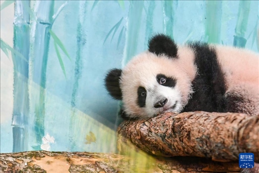 這是3月8日在俄羅斯莫斯科動物園拍攝的大熊貓“喀秋莎”。新華社記者 曹陽 攝