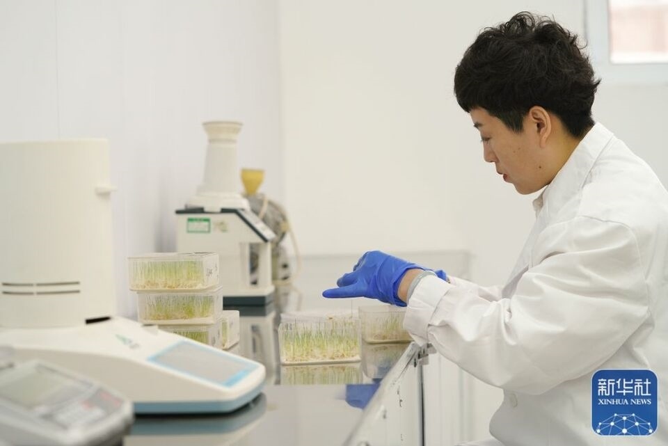 新華全媒+｜“大糧倉”黑龍江春耕備耕火熱進(jìn)行