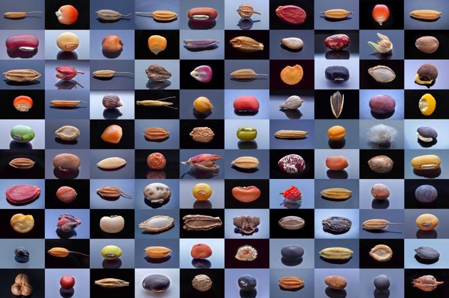 微距鏡頭下，湖南省農(nóng)作物種質(zhì)資源庫的種子千姿百態(tài)（100個(gè)種子拼版照片）。