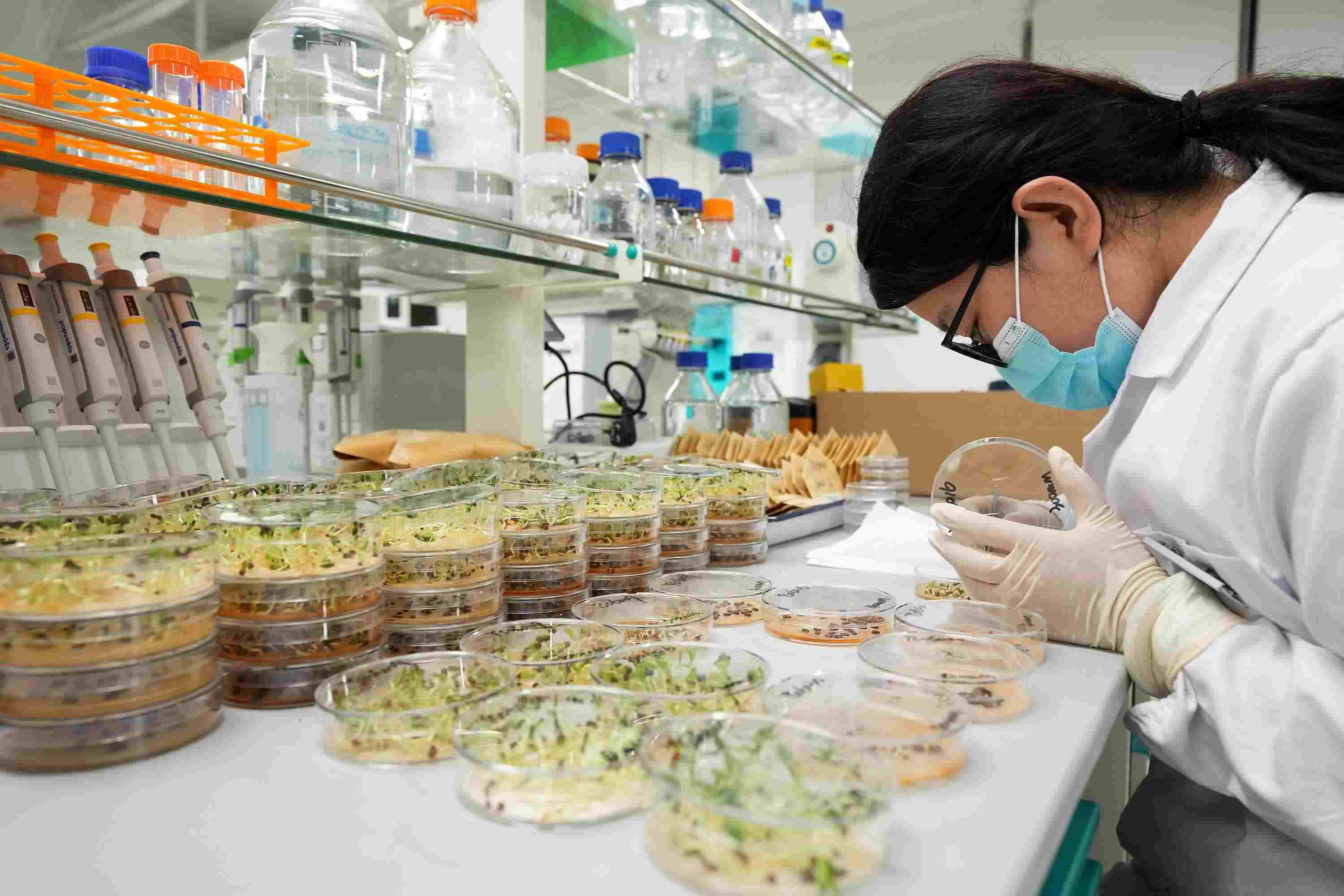 △ 海南三亞崖州灣科技城的崖州灣種子實(shí)驗(yàn)室，科研人員正在觀察種子樣本。