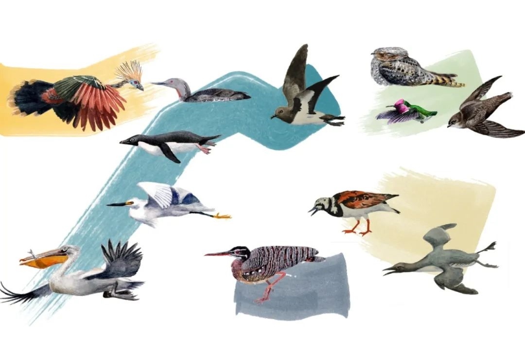 元素鳥(niǎo)類。浙江大學(xué)供圖