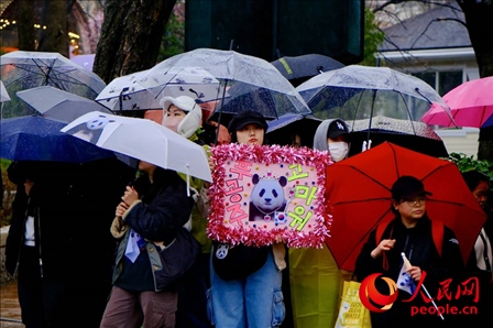 因“福寶”獲得力量和慰藉的年輕粉絲。 人民網(wǎng) 李帆攝