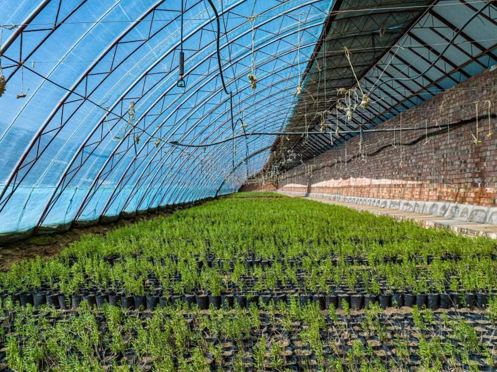 △內(nèi)蒙古一苗圃正在育苗。今年內(nèi)蒙古將投資2200萬元保障“三北”工程種苗供應(yīng)，助力打好“三北”工程攻堅(jiān)戰(zhàn)。