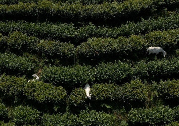 惠明茶園，養(yǎng)羊控草。供圖 共享聯(lián)盟·景寧