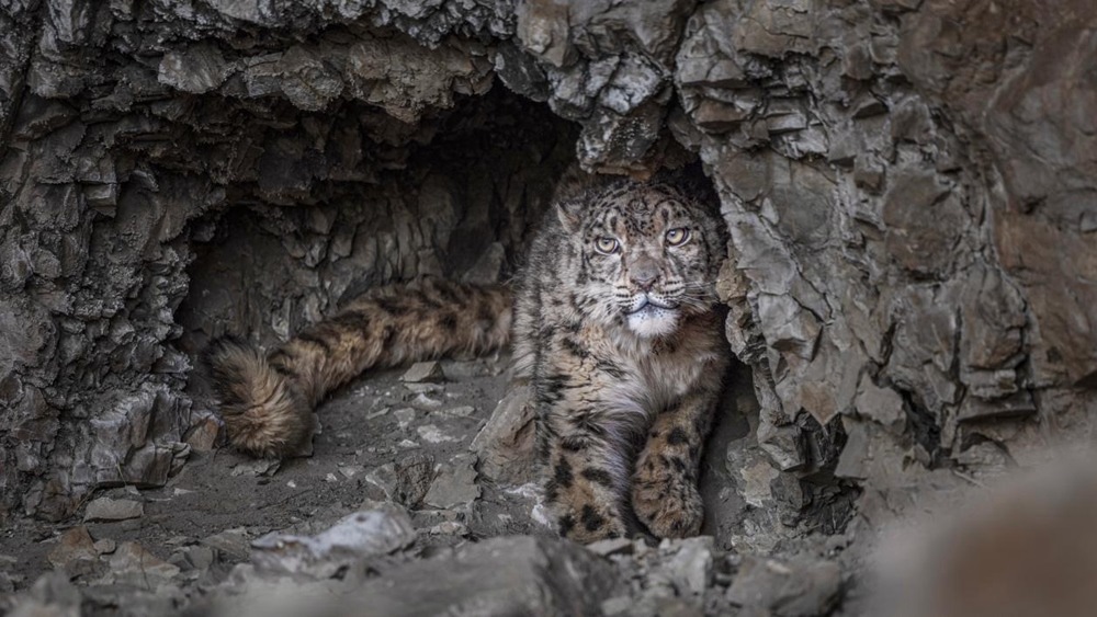 “高原精靈”雪豹。尼瑪多吉攝
