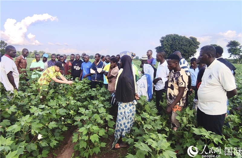 當(dāng)?shù)孛揶r(nóng)紛紛向中國專家學(xué)習(xí)技術(shù)。人民網(wǎng)記者 黃培昭攝