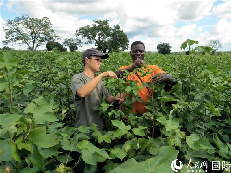 首小勇指導(dǎo)當(dāng)?shù)剞r(nóng)民種植棉花。人民網(wǎng)記者 黃培昭攝