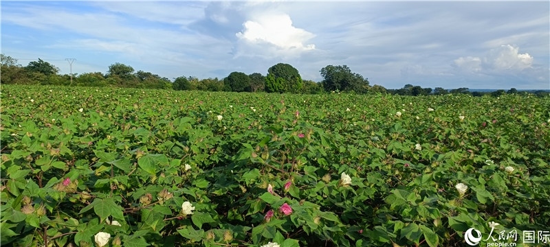 中國技術(shù)培養(yǎng)的當(dāng)?shù)孛藁ㄌ?。人民網(wǎng)記者 黃培昭攝